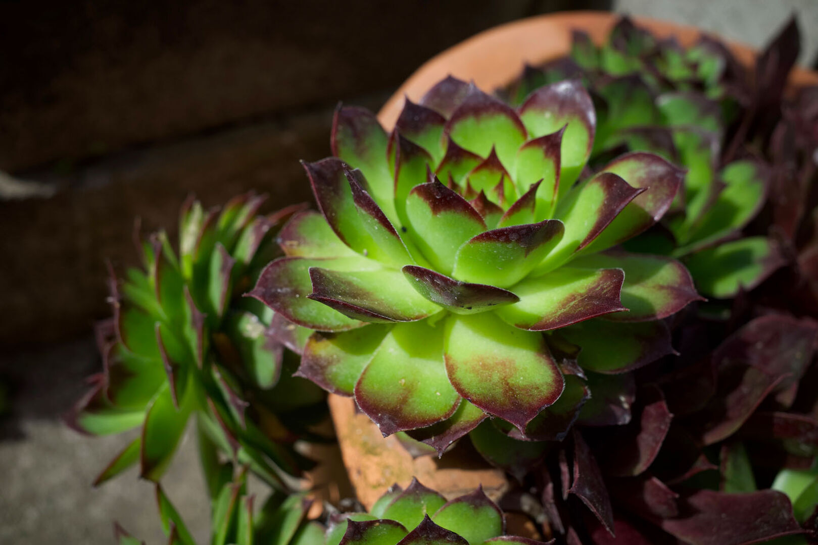 Sukkulenten auf einem Grab | Credit: iStock.com/Yating Kuo