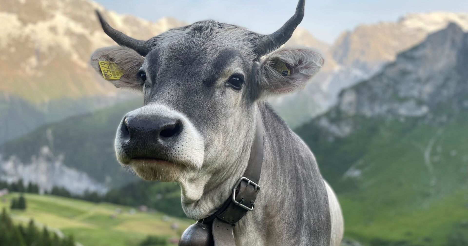 Eine Kuh der Rasse Grauvieh sieht freundlich in die Kamera. Im Hintergrund sind eine Alm und Berge, die teilweise schneebedeckt sind, zu sehen.