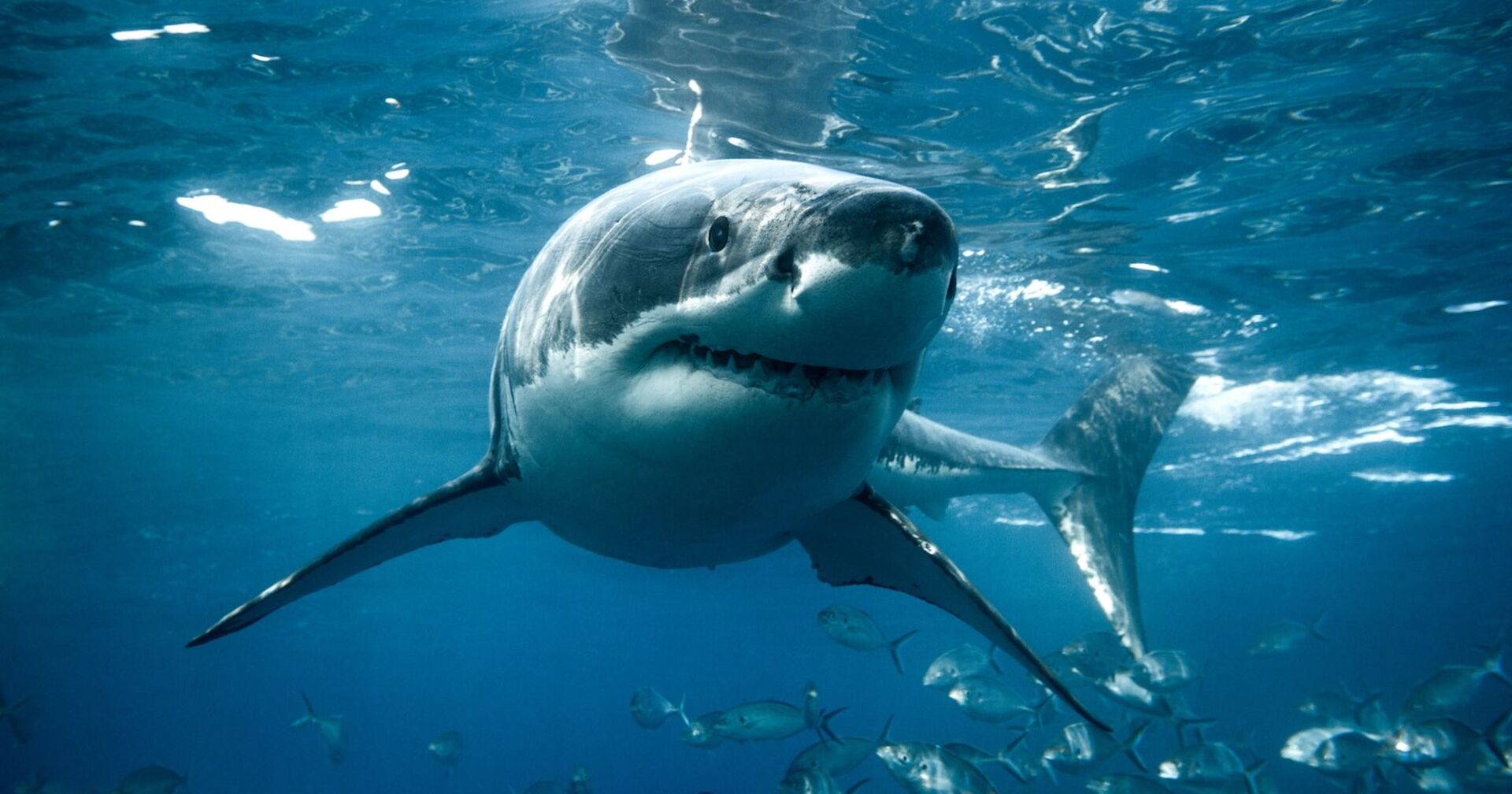 Ein großer Hai schwimmt im Ozean.