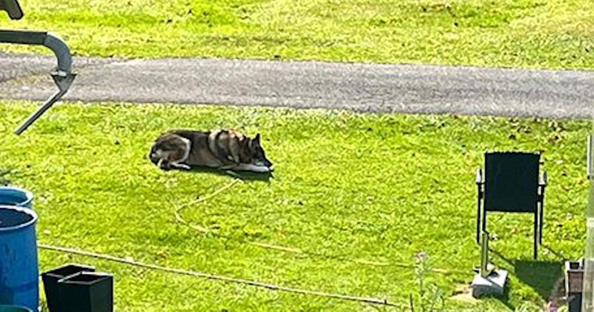 Der angreifende Schäferhund-Mischling liegt im Garten.