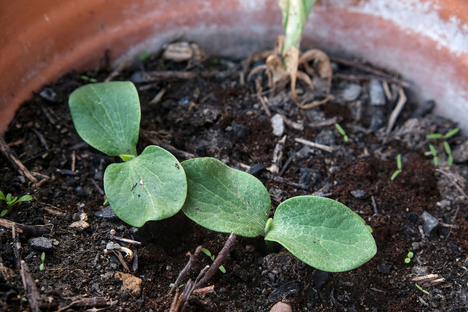 Kürbis-Keimling im Topf | Credit: iStock.com/Igor Paszkiewicz