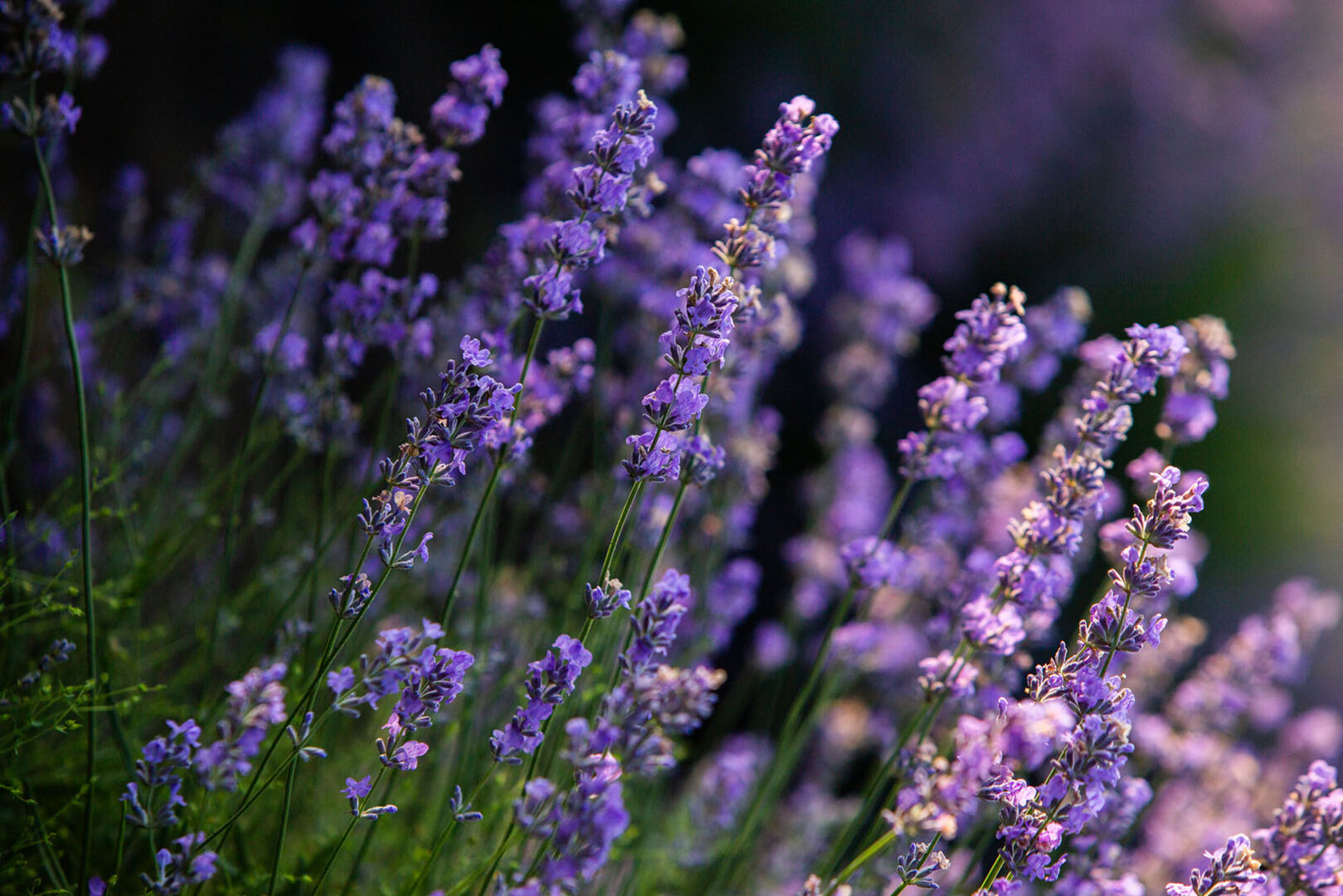 Lavendel auf einem Grab | Credit: iStock.com/romeo-f