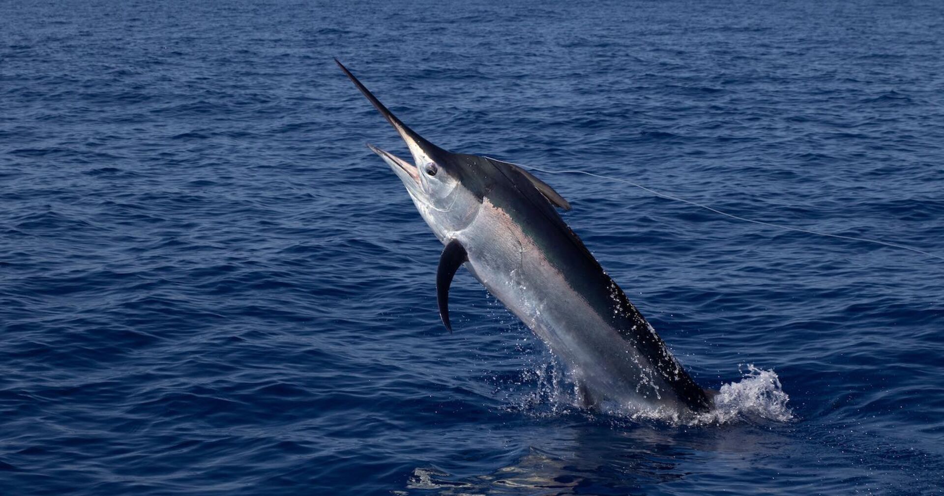 Ein Schwertfisch springt aus dem Ozean.