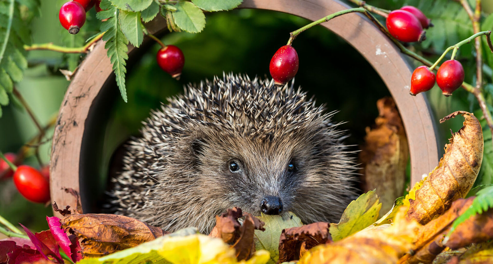 Igel sitzt im Laubhaufen | Credit: iStock.com/Callingcurlew23