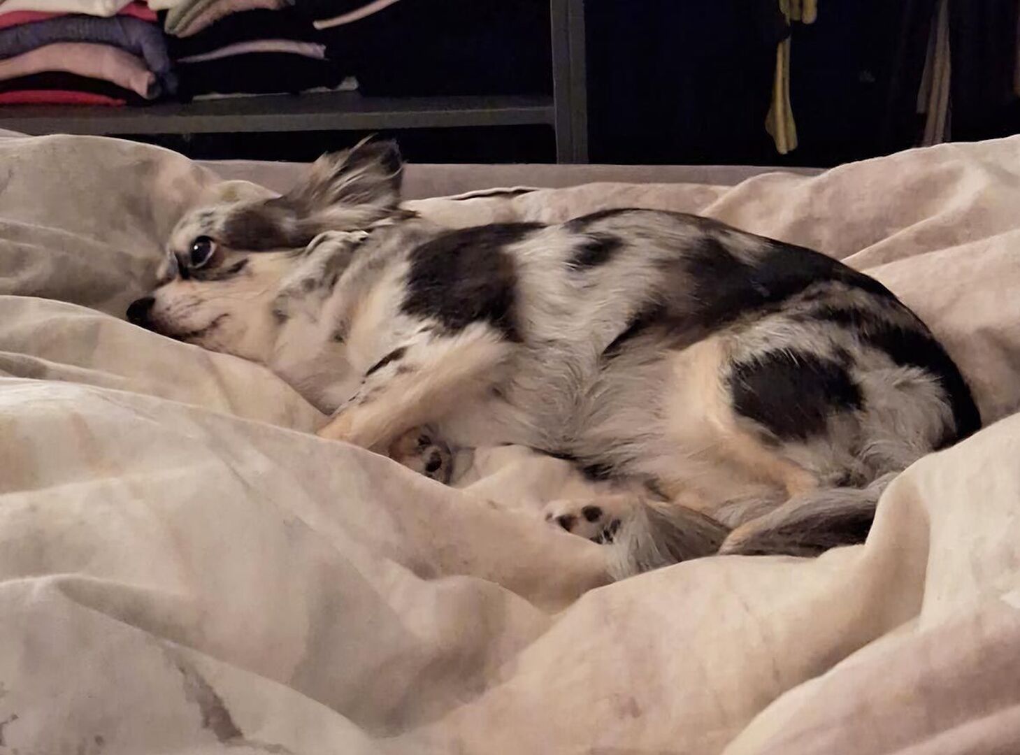 Der Chihuahua, der bei der Hundeattacke getötet wurde.