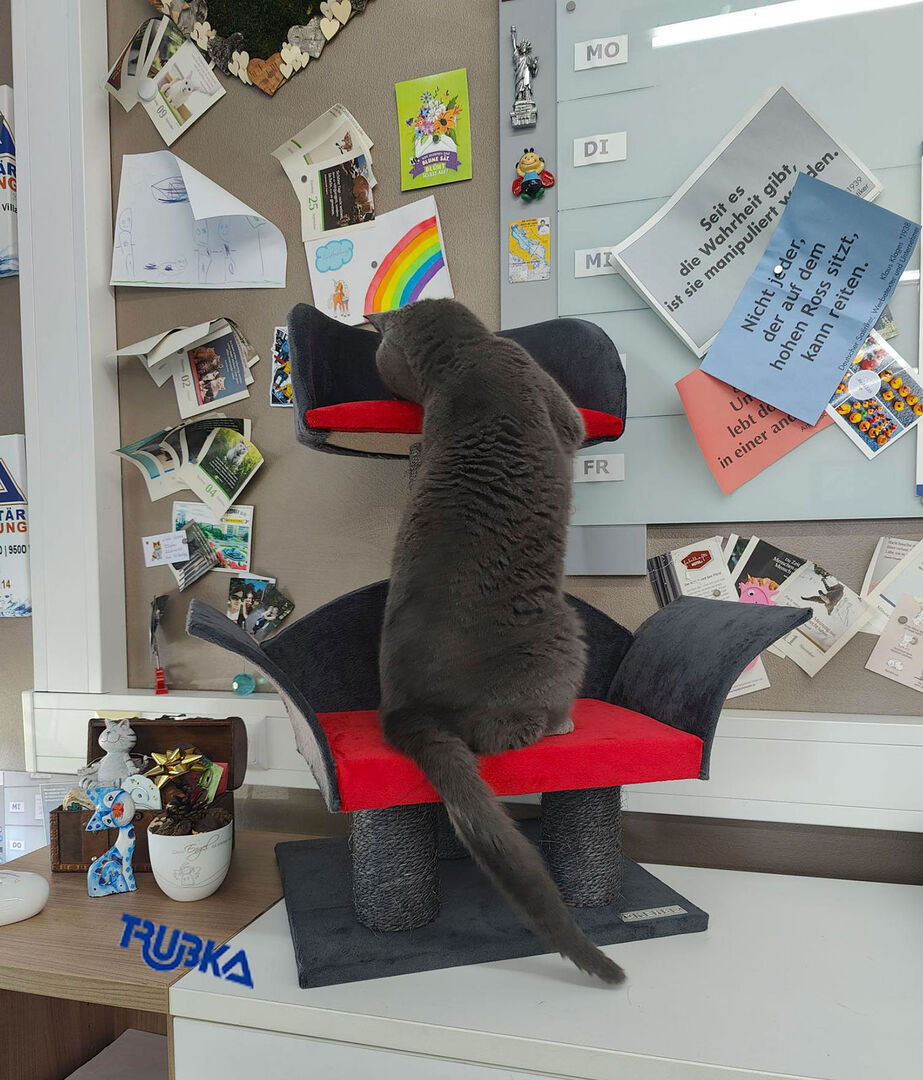 Corona sitzt auf Kratzbaum | Credit: Lilli Platzer