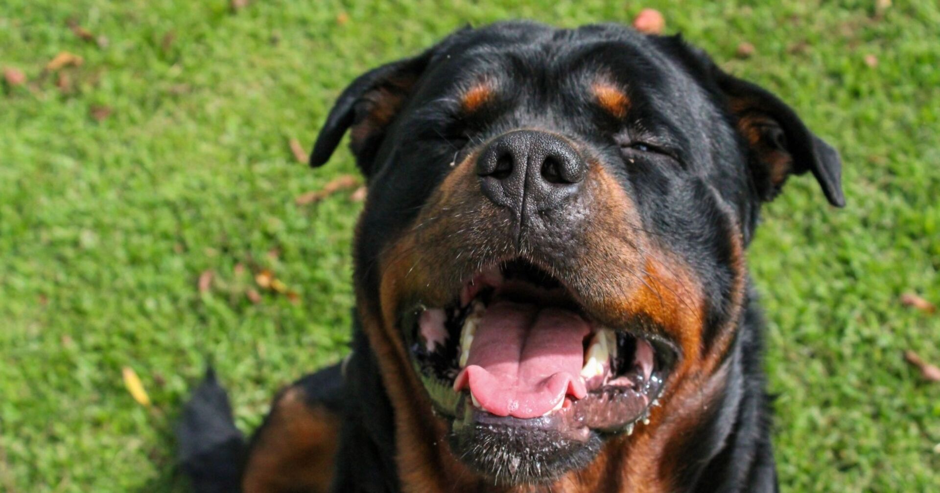 Rottweiler