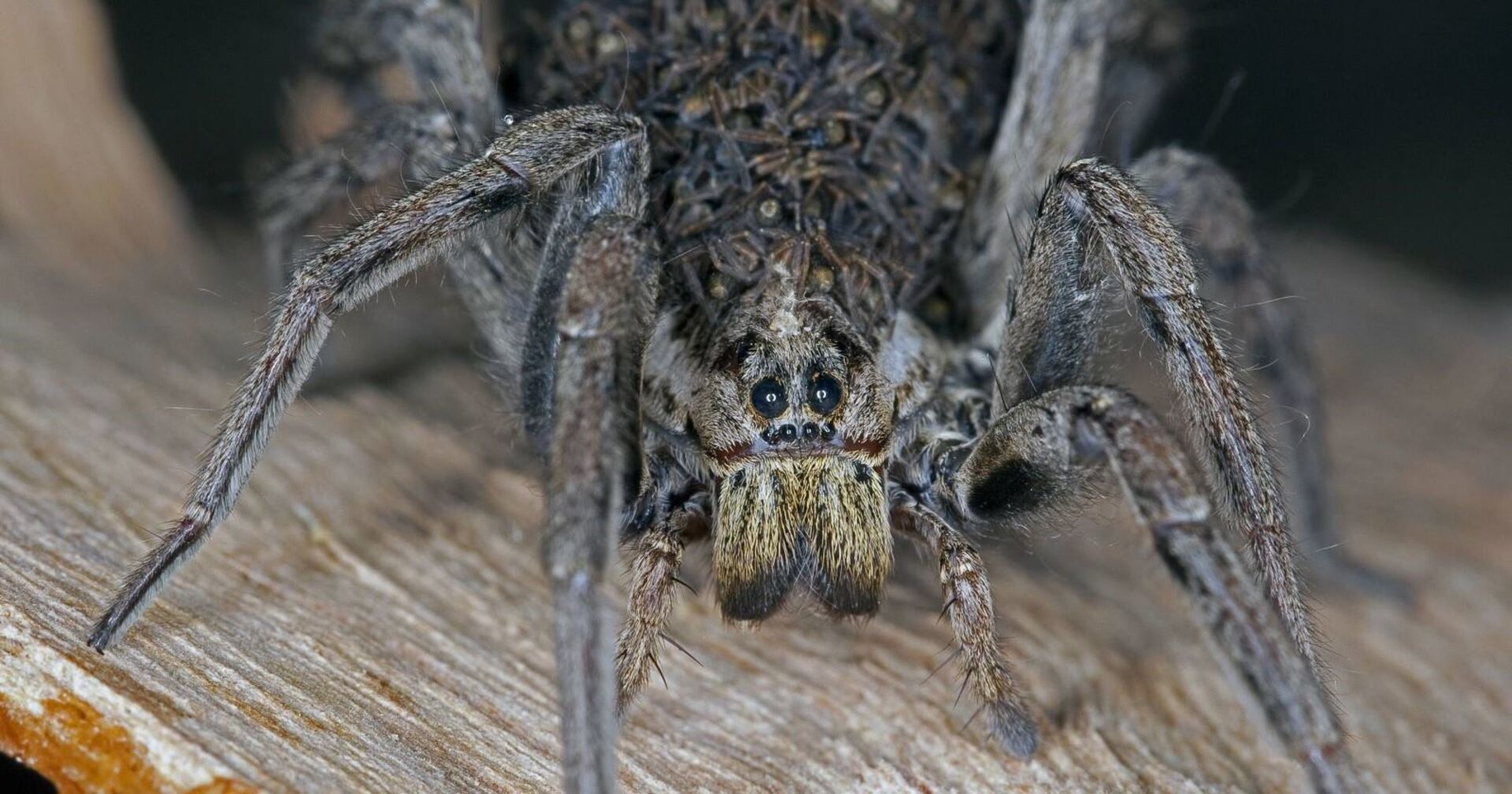 Eine Schwarzbäuchige Tarantel.