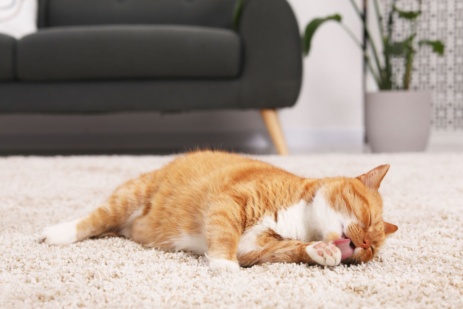 Katze liegt auf Teppich | Credit: iStock.com/Liudmila Chernetska