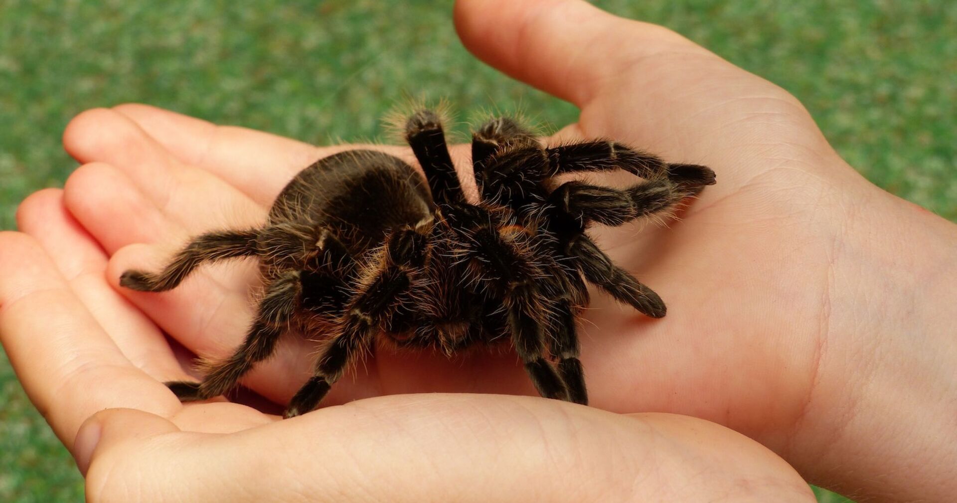 Ein Mensch hält einen Vogelspinne in seinen Händen.