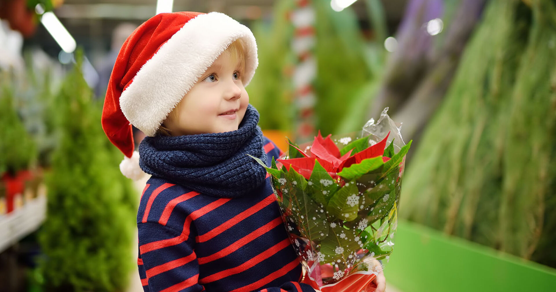 Junge hält Weihnachtsstern in der Hand | Credit: iStock.com/SbytovaMN