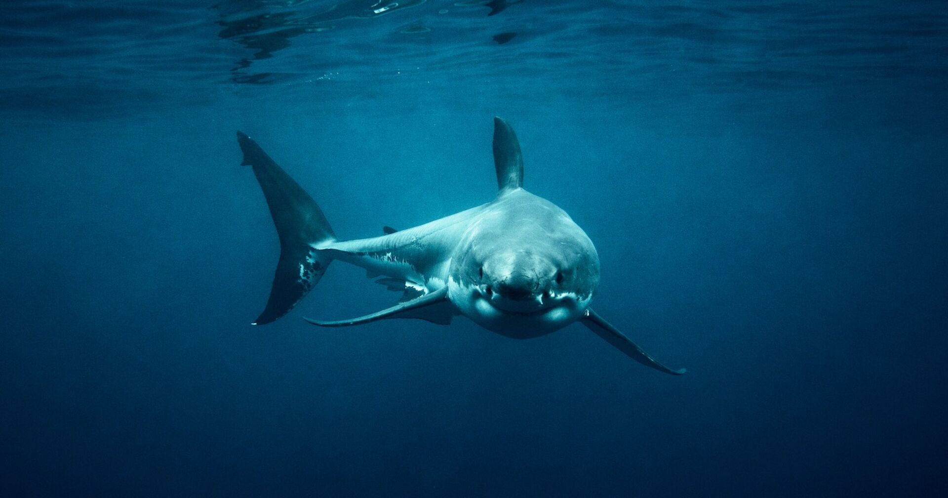 Ein Weißer Hai im Meer.