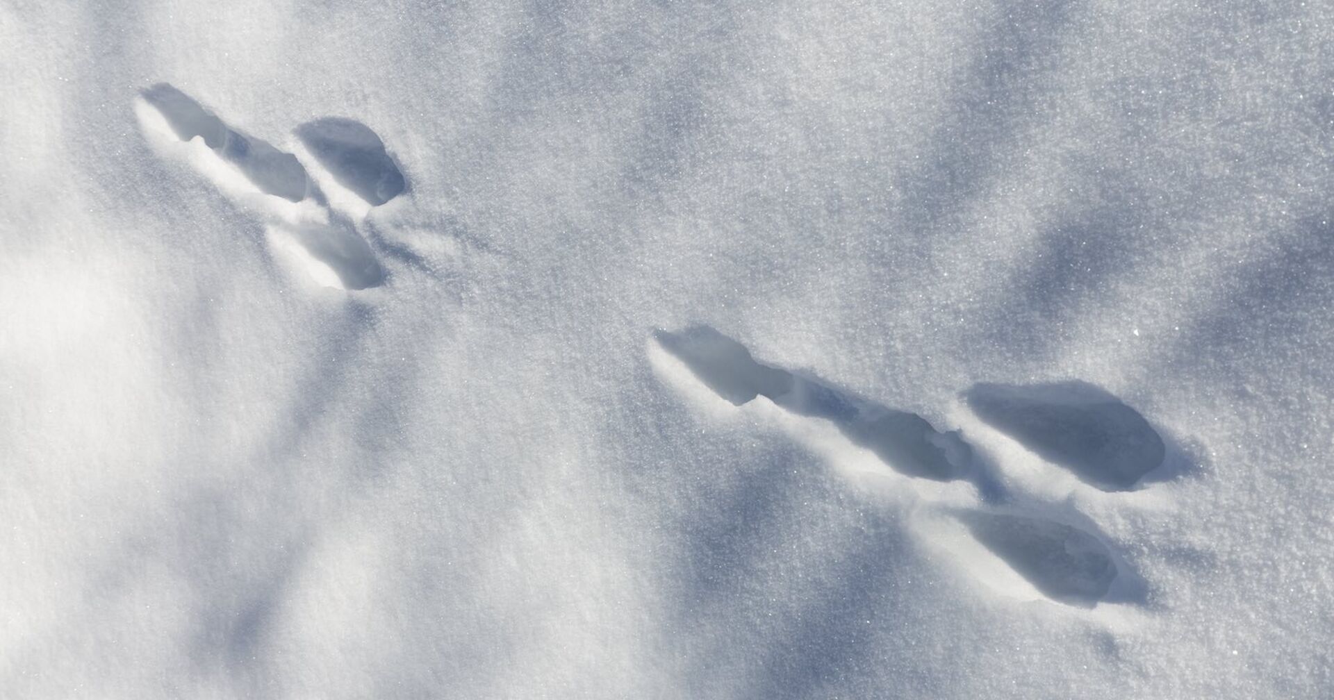 Spuren im Schnee, die aussehen wie ein Penis.