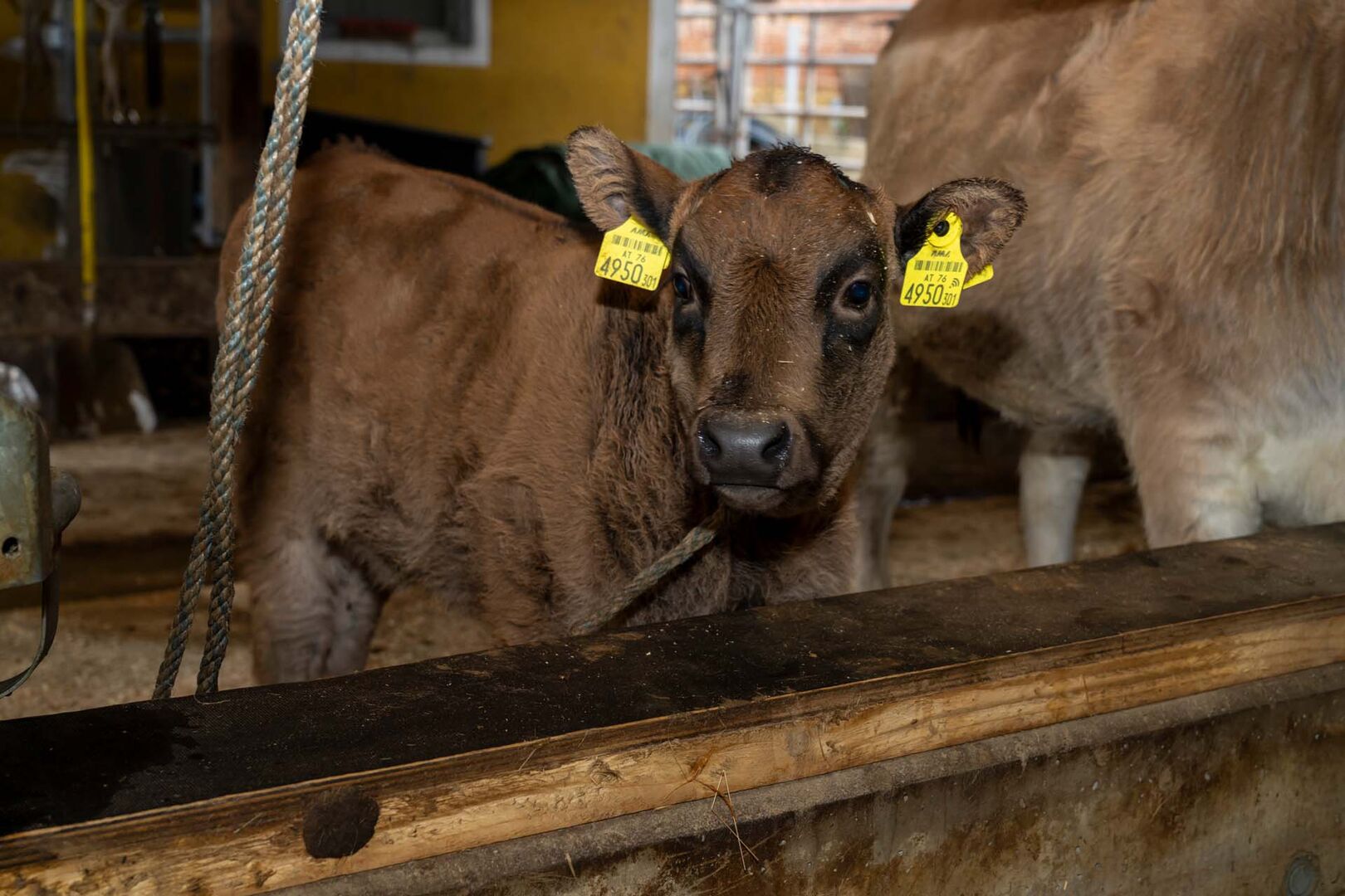 Ein kleines braunes Kalb