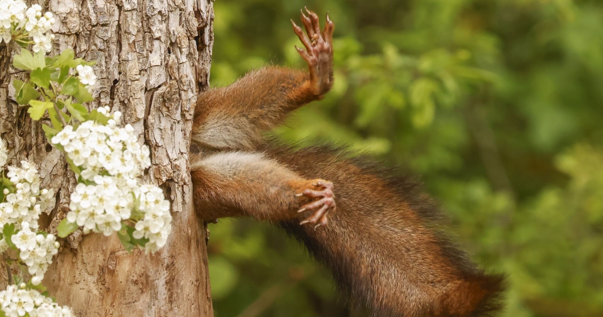 Eichhörnchenbeine an einem Baum.