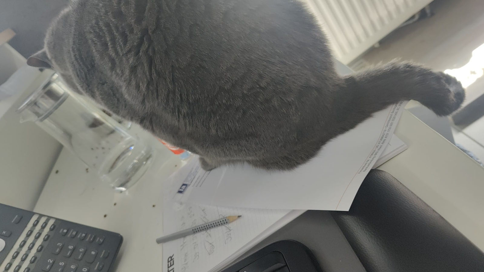 Corona sitzt am Schreibtisch | Credit: Lilli Platzer