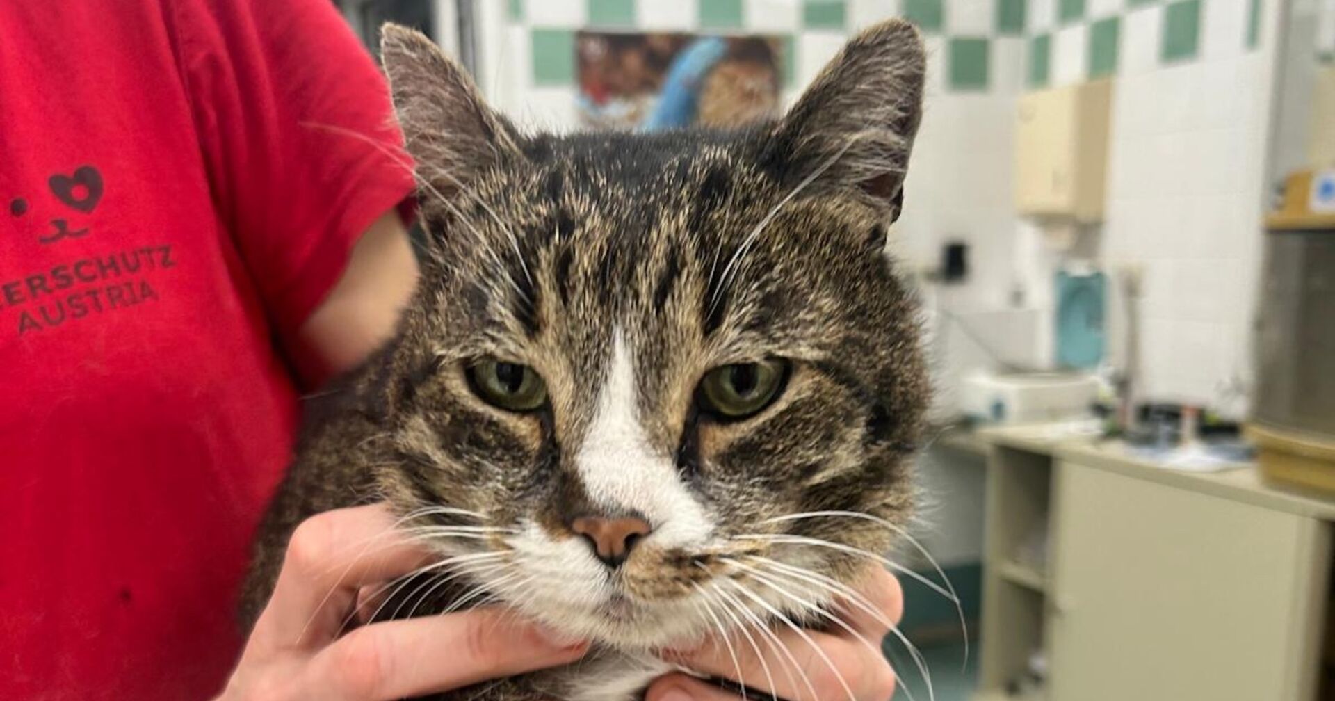 Kater Pancho ist zurück