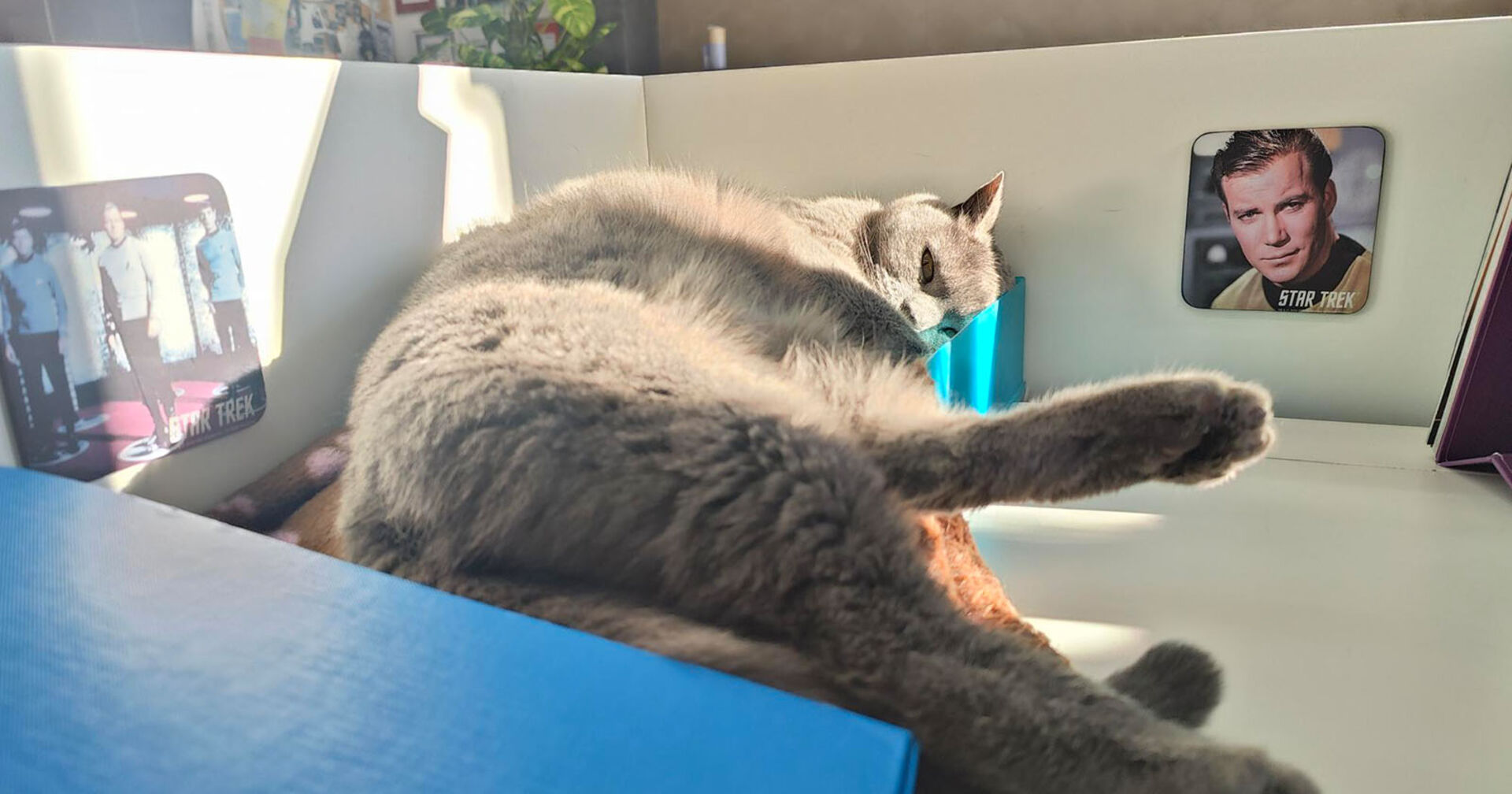 Katze Corona liegt am Schreibtisch | Credit: Lilli Platzer