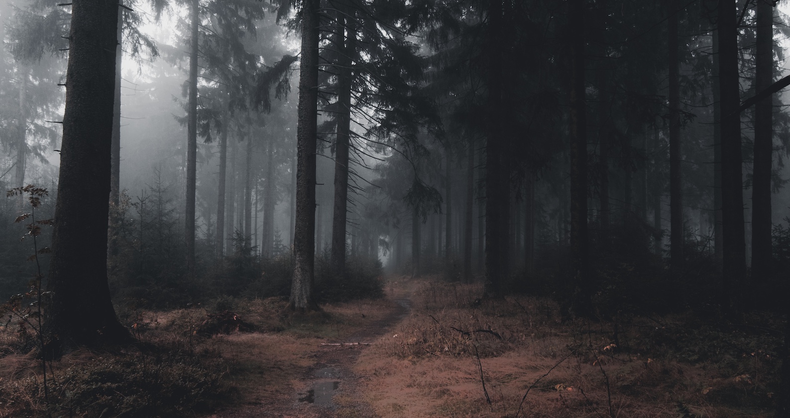 Ein weg führt in einen düsteren Wald.