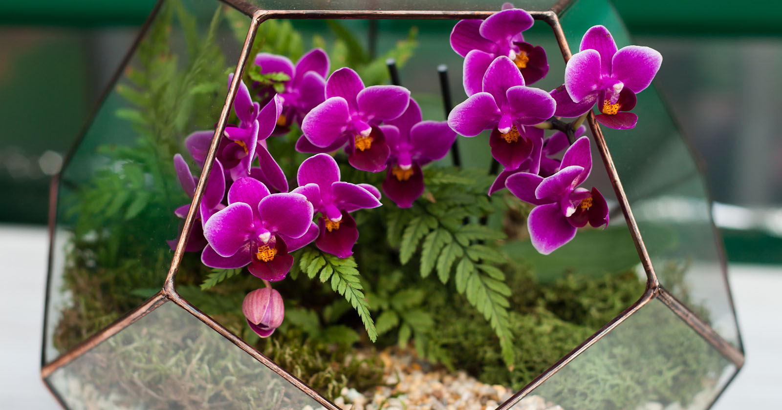 Orchidee in einem Glas | Credit: iStock.com/KseniaMay