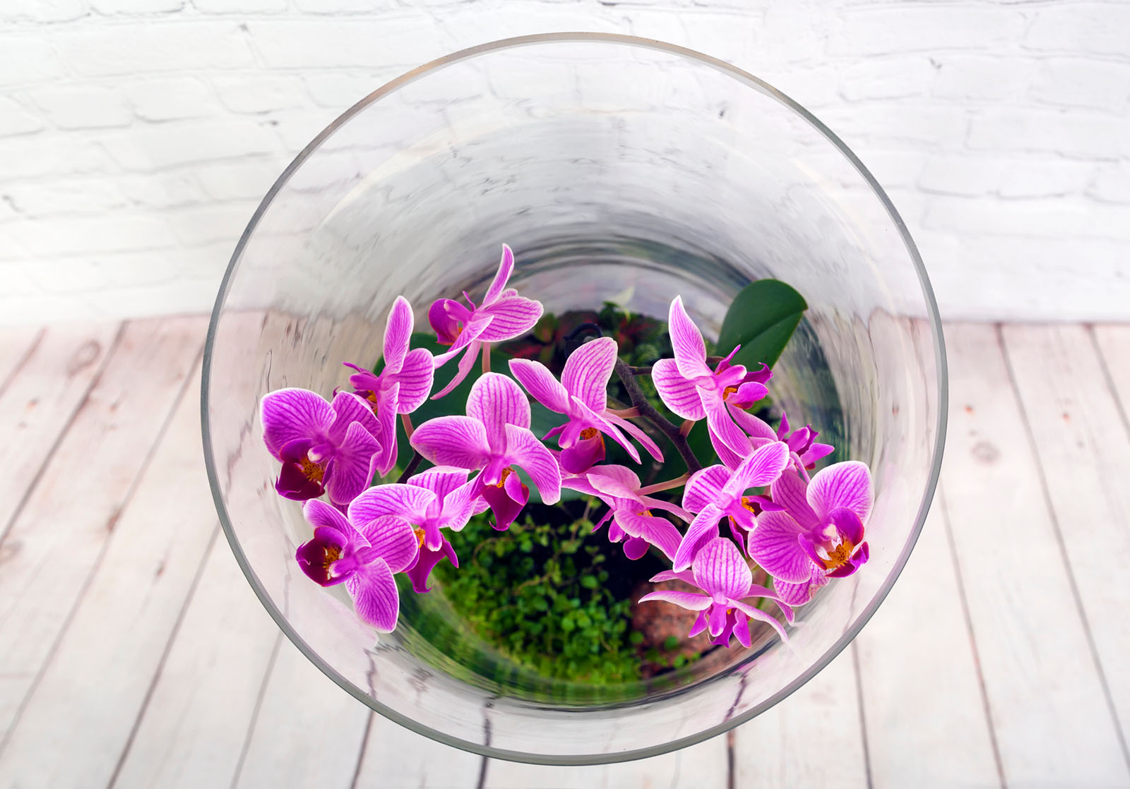 Orchidee im Glas | Credit: iStock.com/Katrin_Timoff
