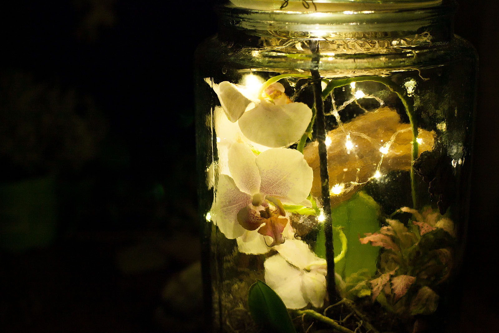 Leuchtende Orchidee im Glas | Credit: iStock.com/Alexandra Bordeianu