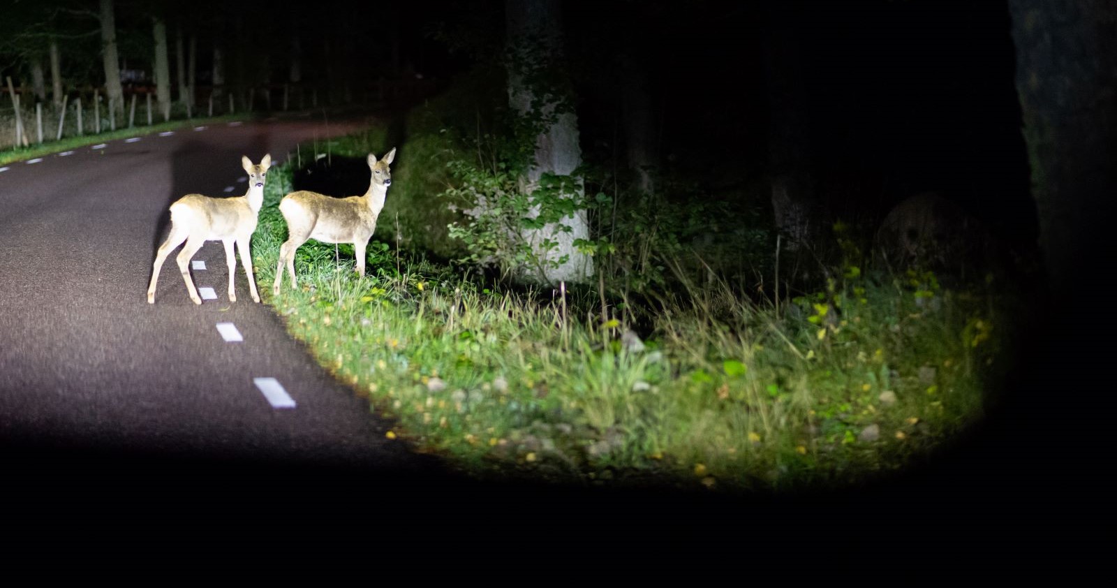 Zwei Rehe stehen in der Nacht auf einer Straße.