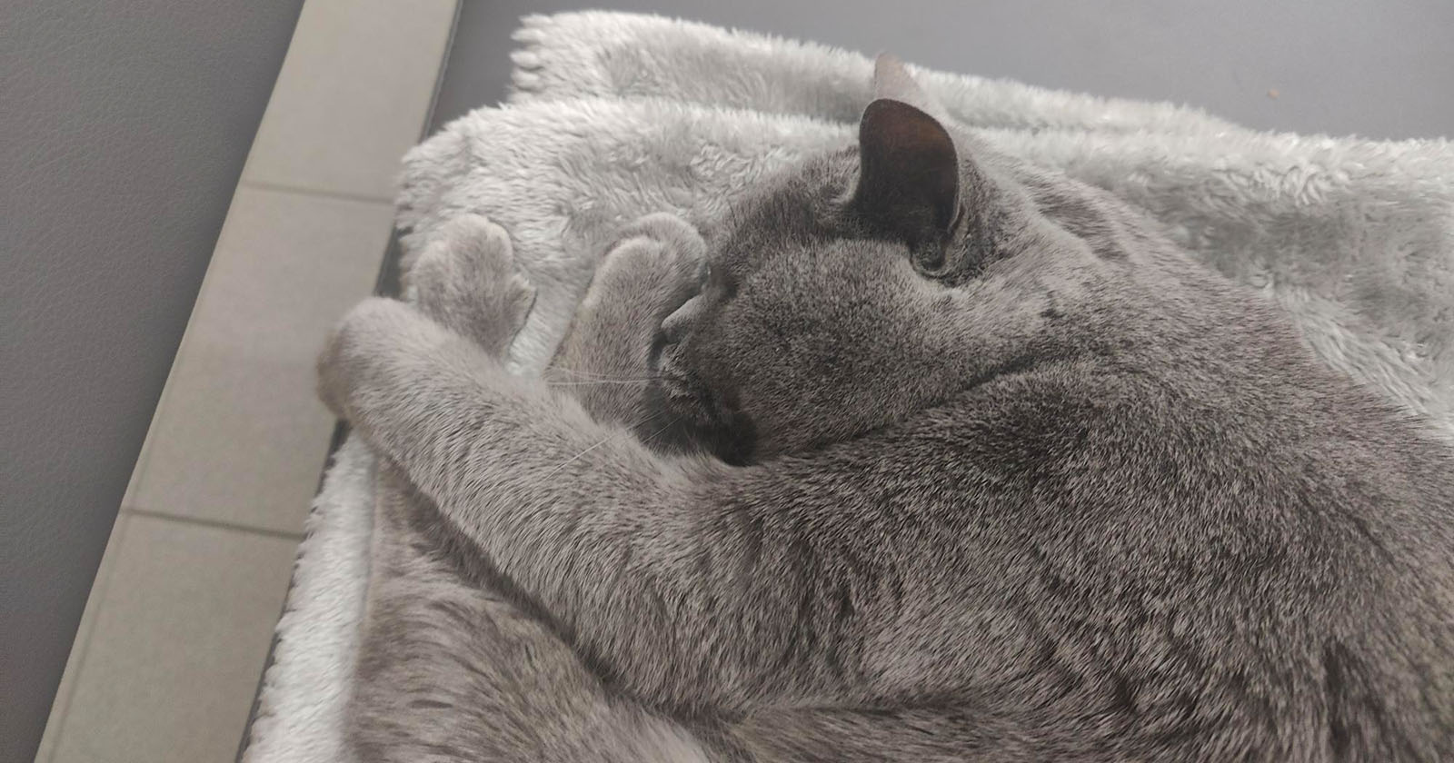Corona schläft auf Kunstfell | Credit: Lilli Platzer