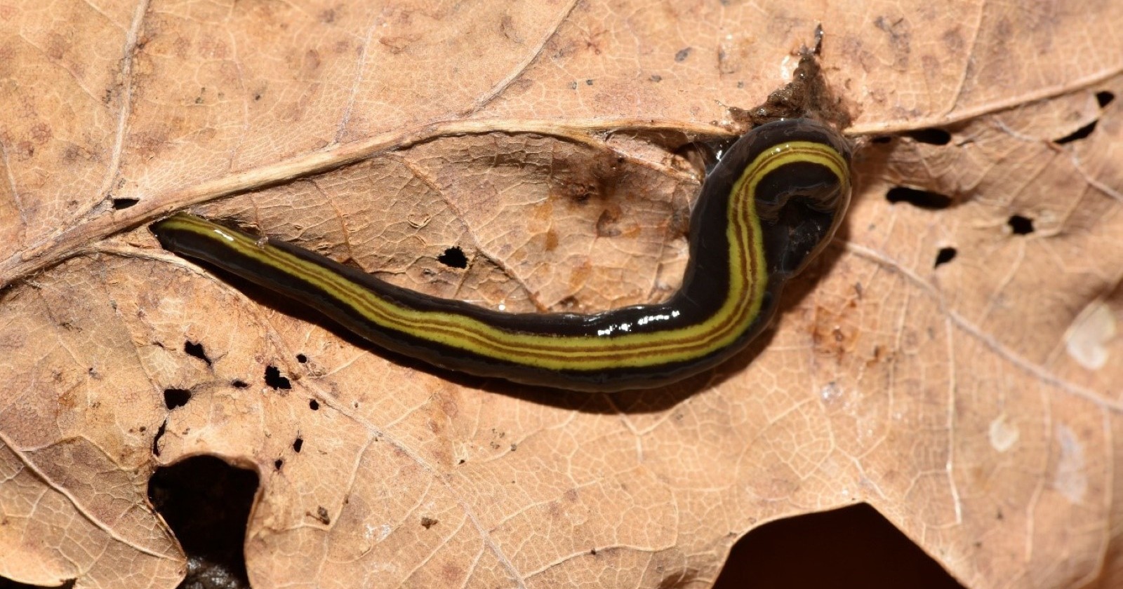 Fleischfressender Wurm