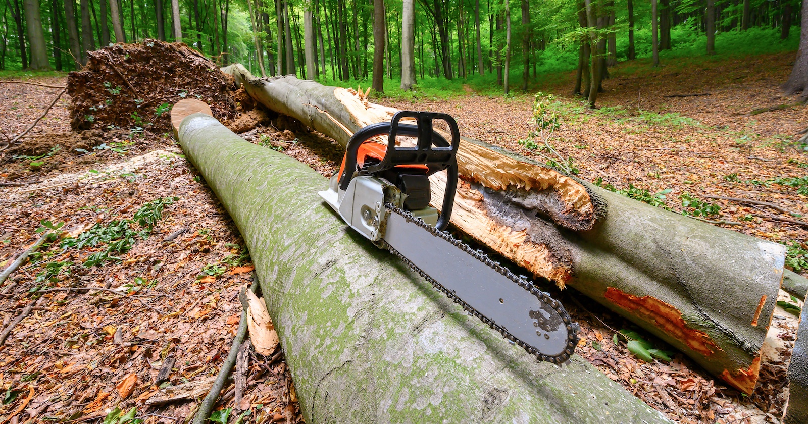 Ein gefällter Baum und eine Motorsäge.