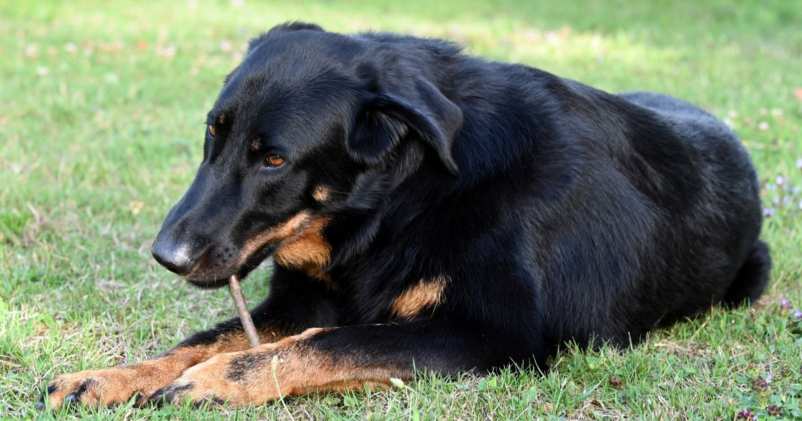 Bild eines französischen Hirtenhund