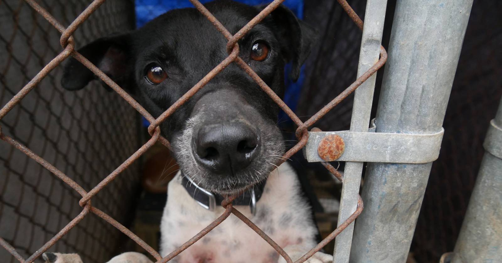 Aufnahme eines unterernährten Hundes, der durch das Gitter eines Zwingers blickt