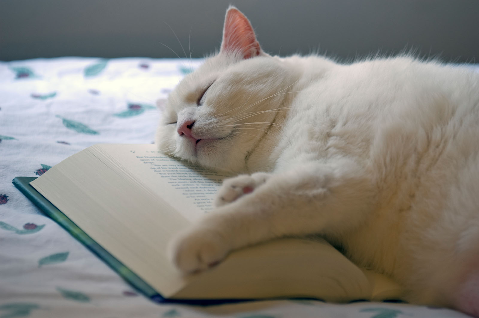 Katze liegt auf einem Buch | Credit: iStock.com/ShelGreen