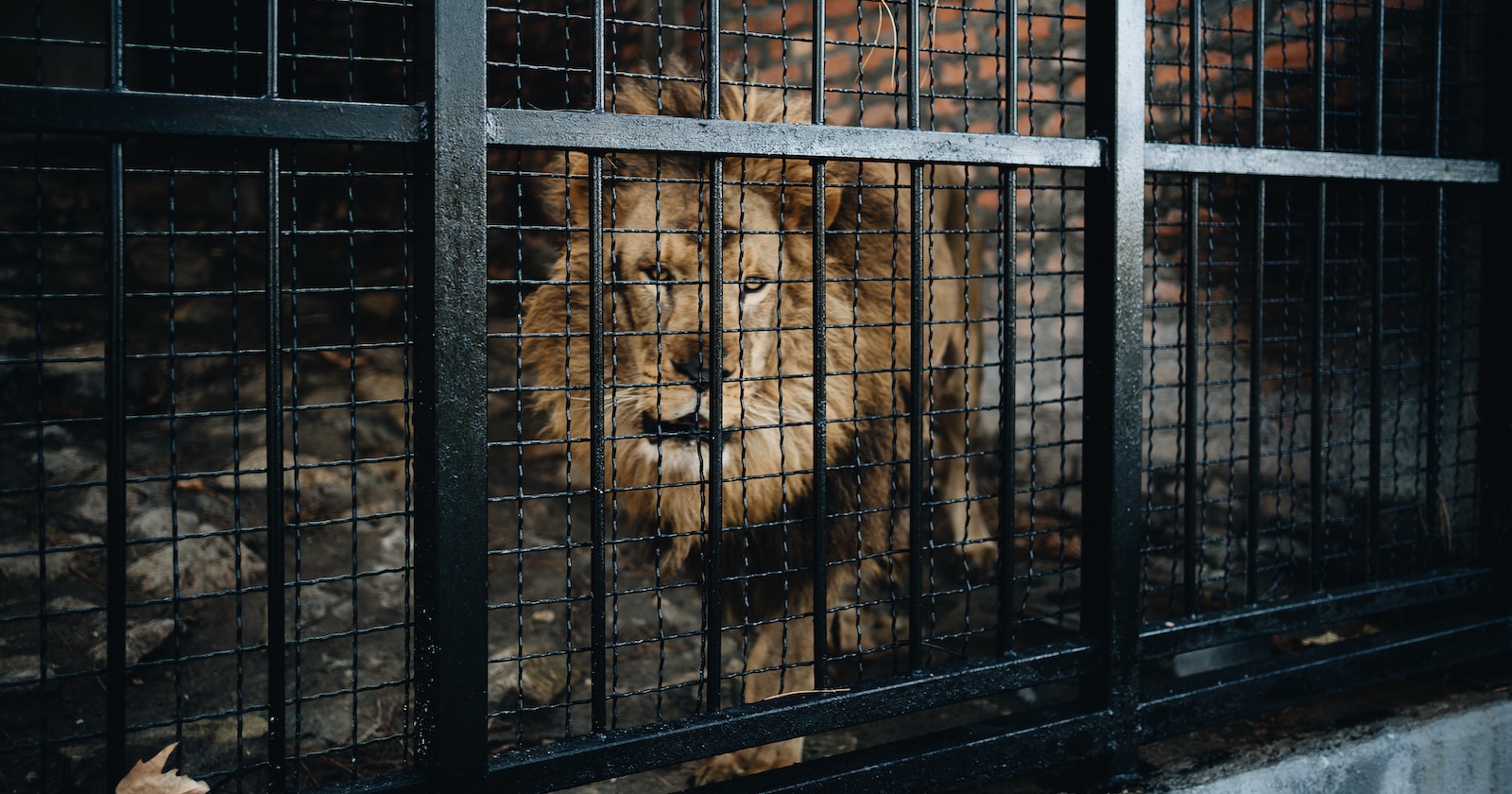 Ein Löwe in einem schwarzen Käfig.