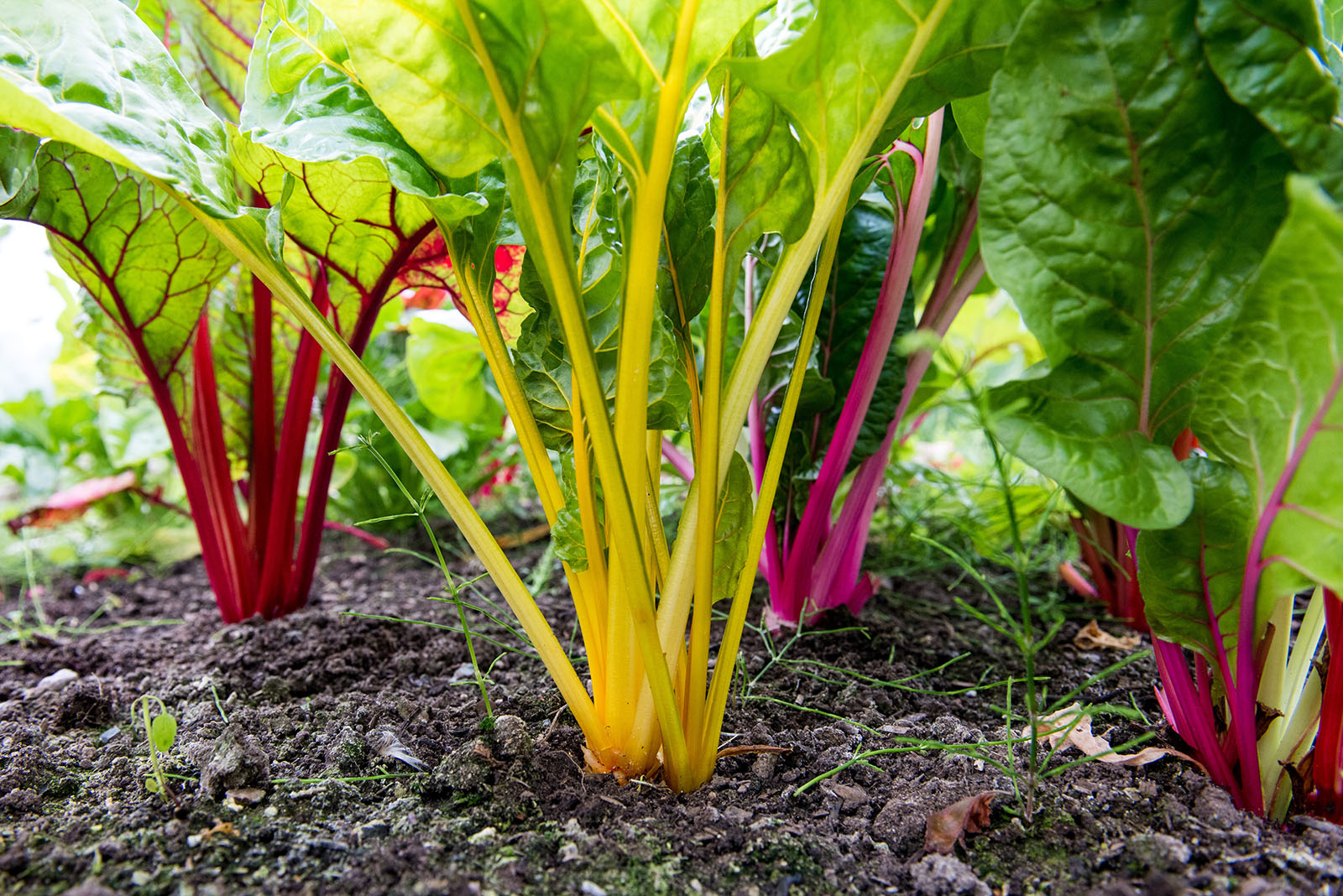 Mangold im Garten | Credit: iStock.com/Martin Hambleton