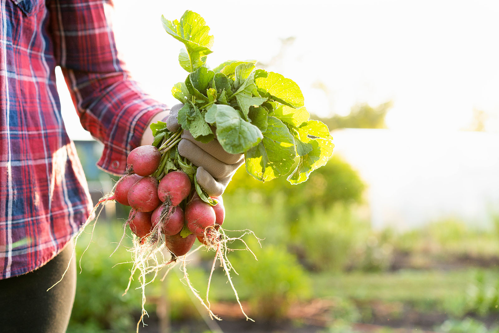 Frau erntet Radieschen aus dem Garten | Credit: iStock.com/Nadezhda Novikova