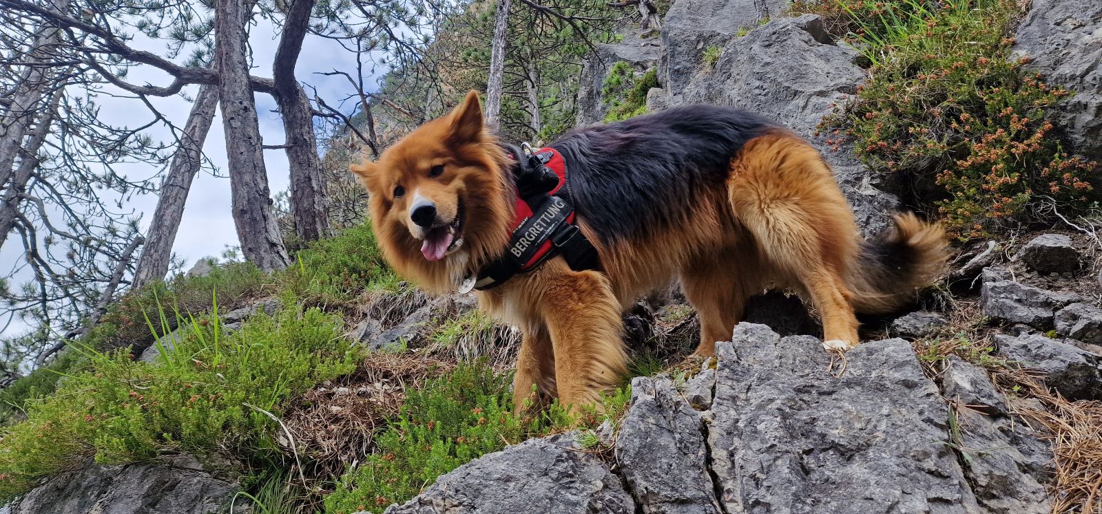 Rettungshund Sammy im Wald