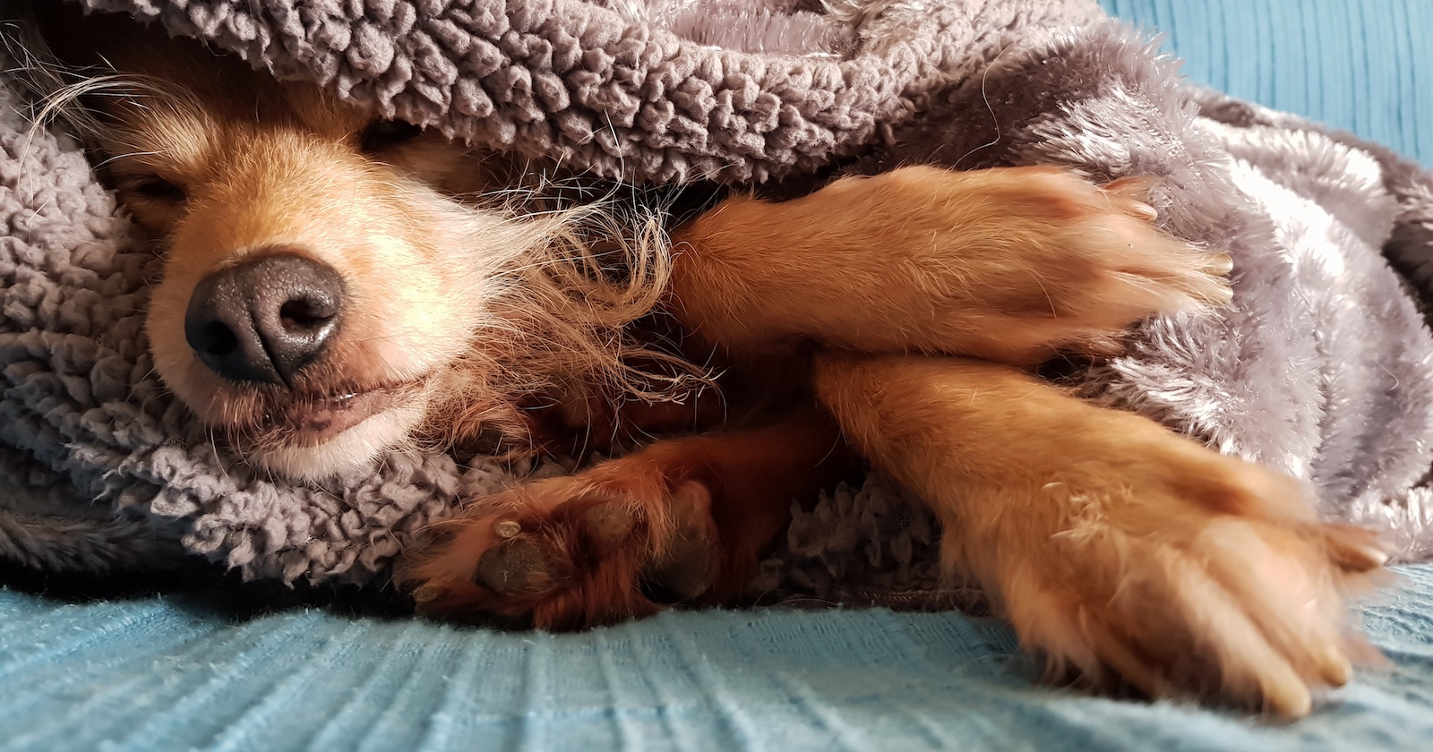Ein Hund liegt unter einer Decke auf einem Sofa.