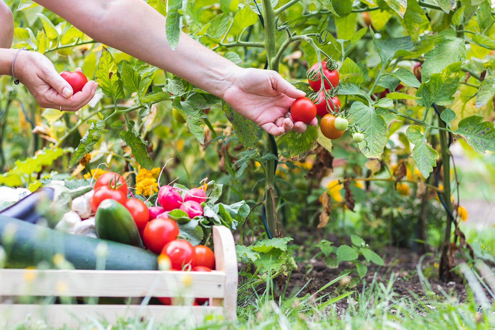 Tomaten im Garten | Credit: iStock.com/Zbynek Pospisil