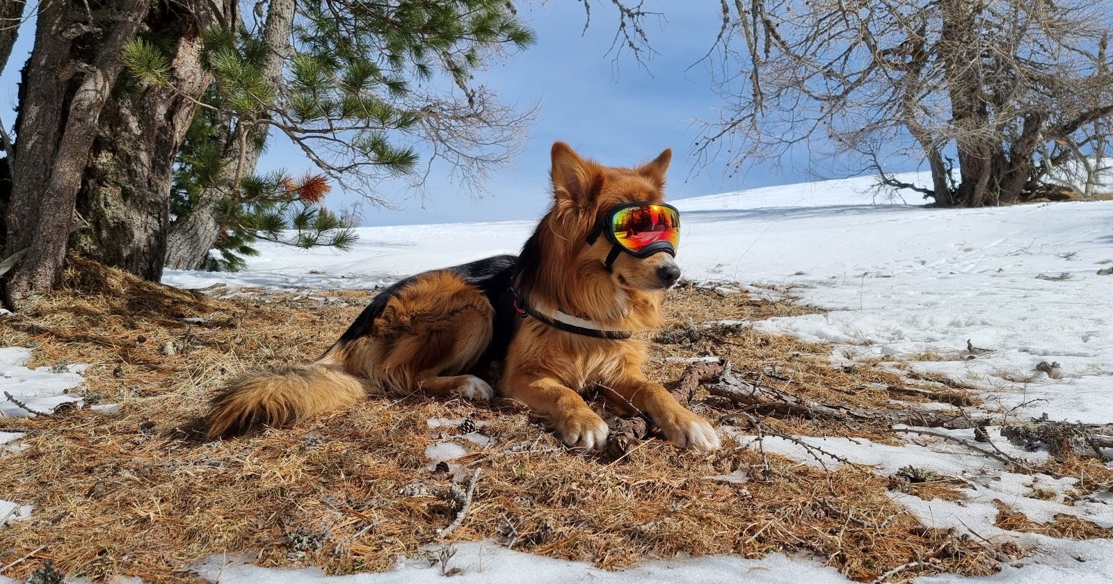 Suchhund Sammy mit Skibrille