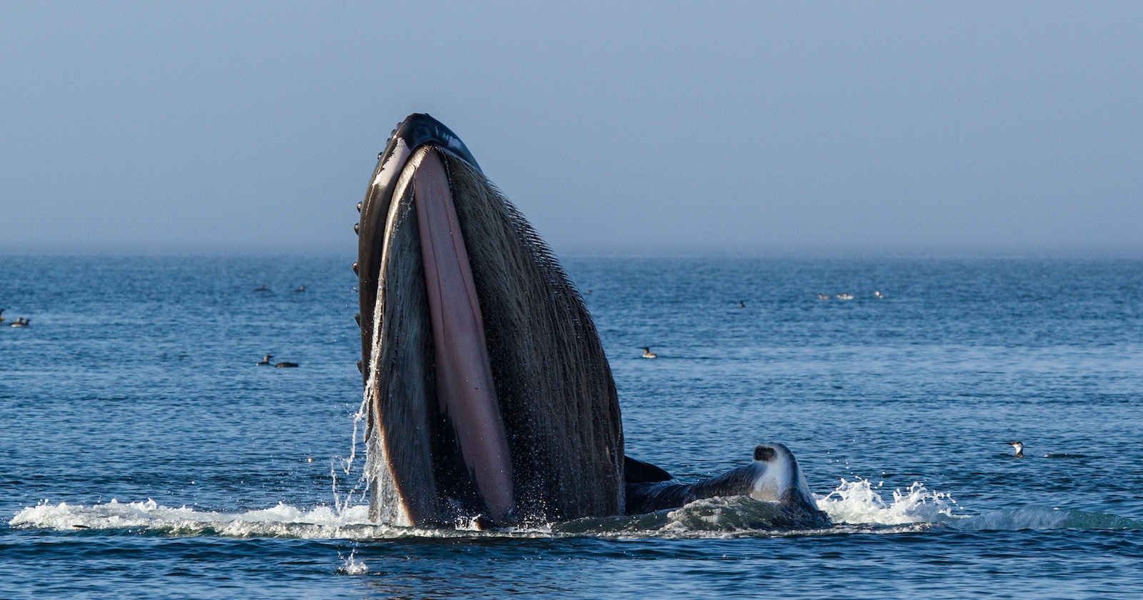 Ein Buckelwal taucht aus dem Ozean auf.