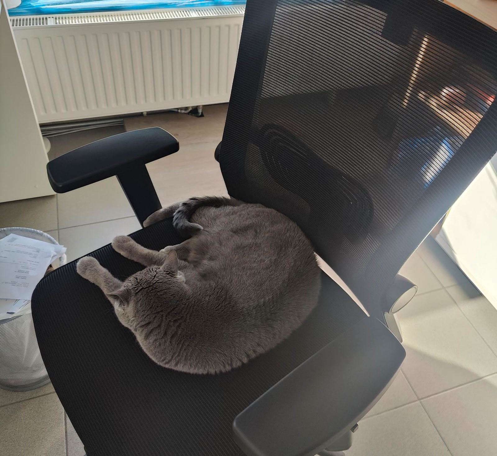 Corona liegt auf dem Bürostuhl | Credit: Lilli Platzer