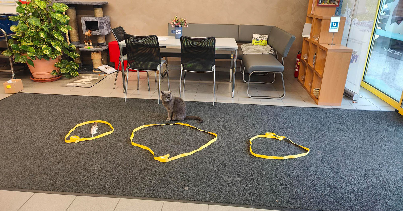 Corona sitzt vor drei Kreisen | Credit: Lilli Platzer