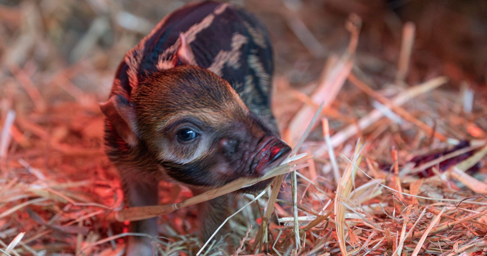 Pinselohrschwein-Baby