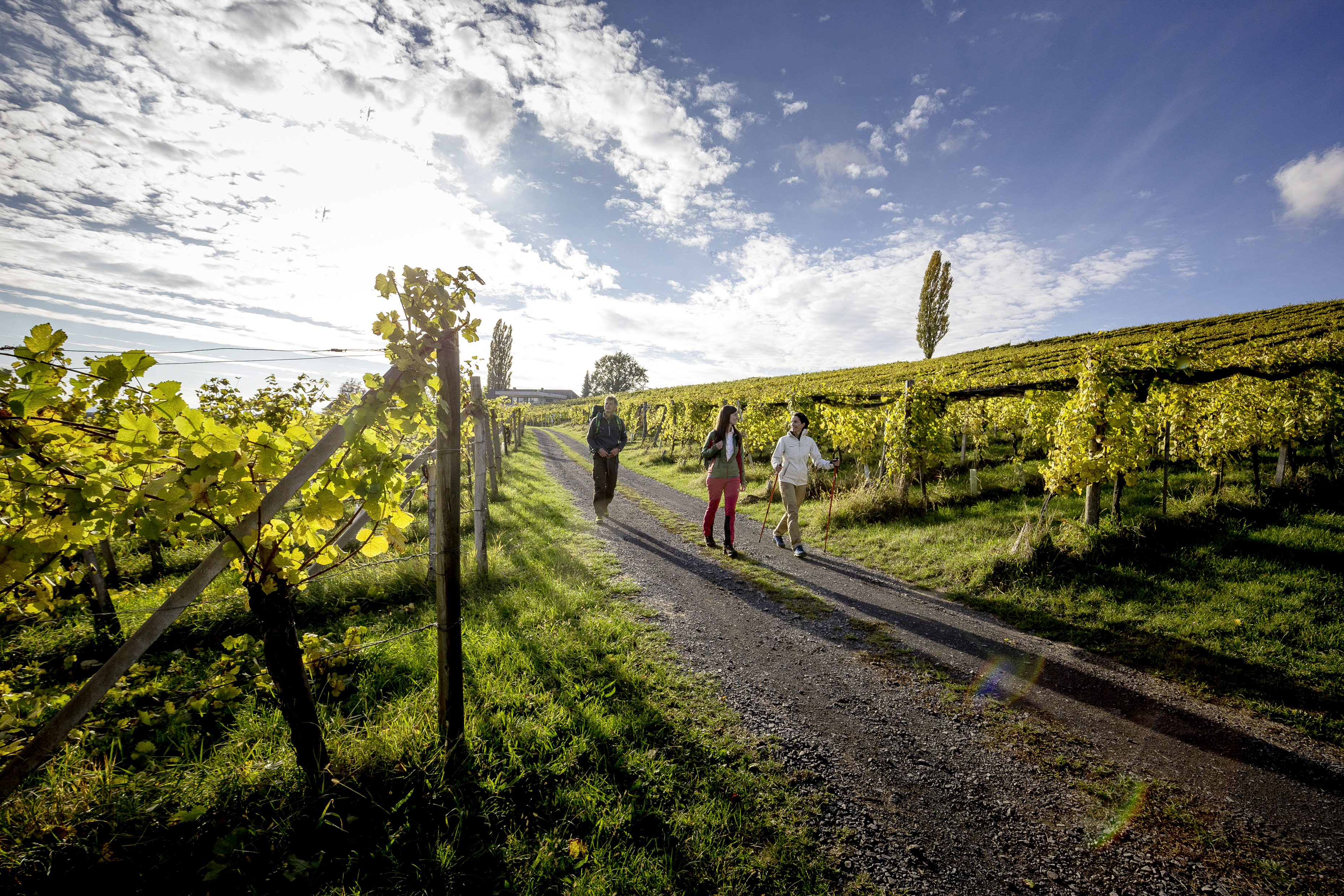 Wanderer spazieren in Weingärten