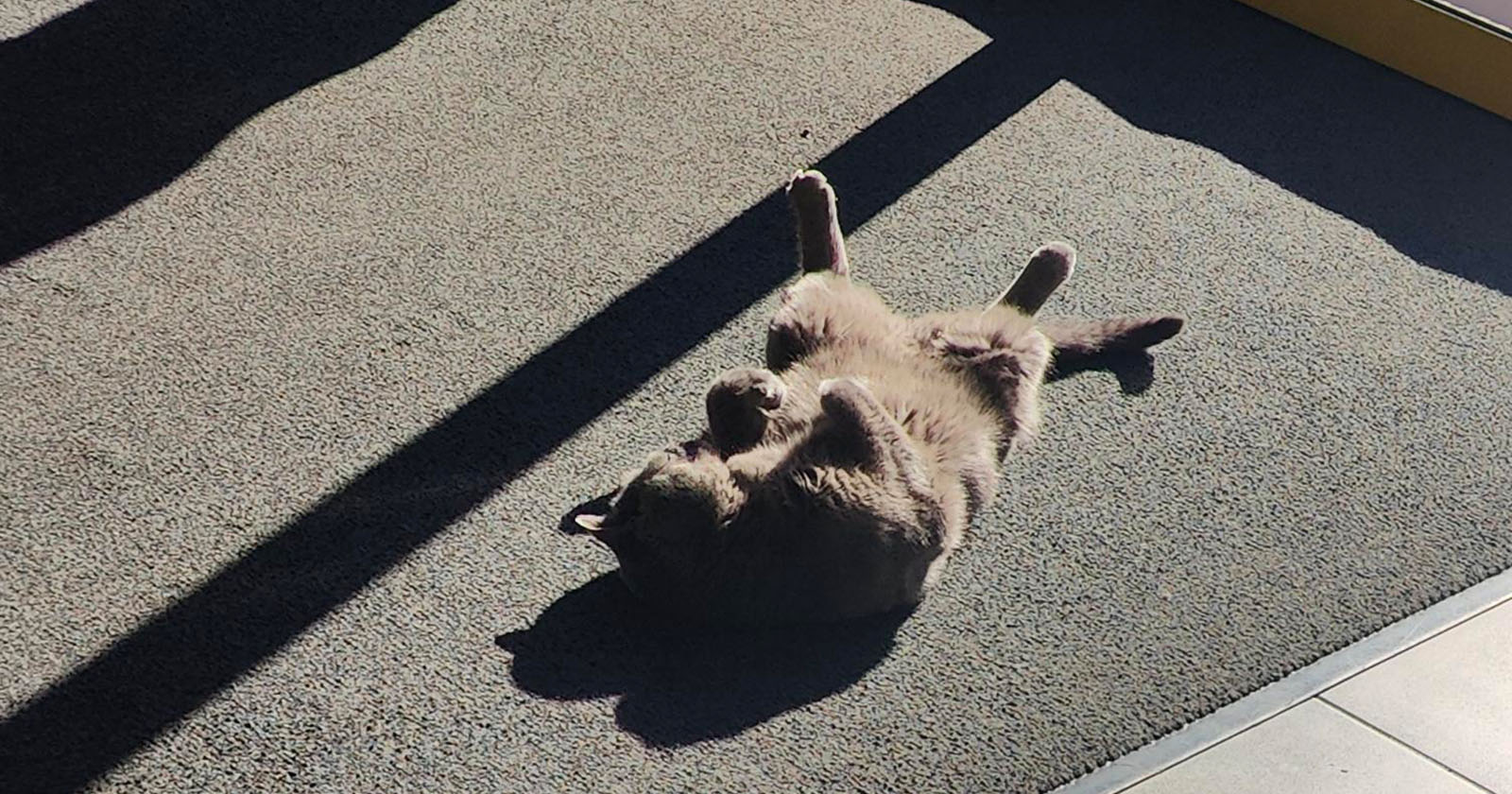 Corona liegt auf einem Teppich | Credit: Lilli Platzer