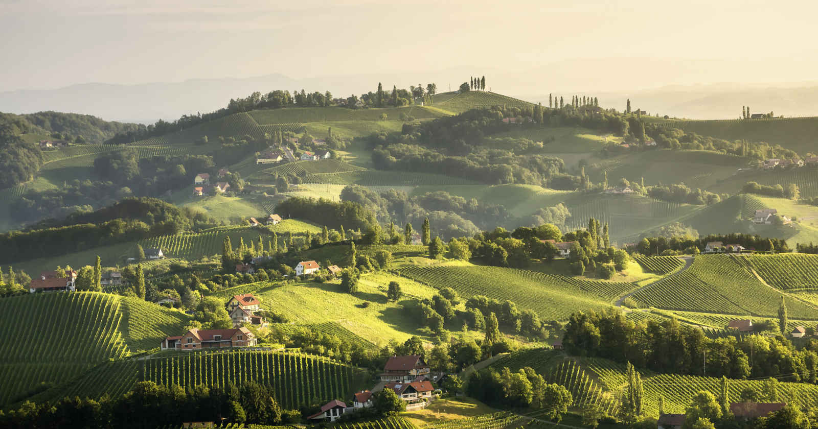 Eine grüne Landschaft voller Weingärten