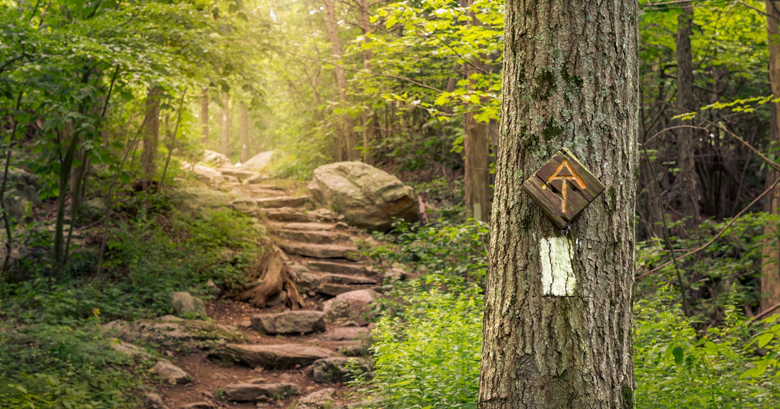 Wandersteig im sommerlichen Laubwald
