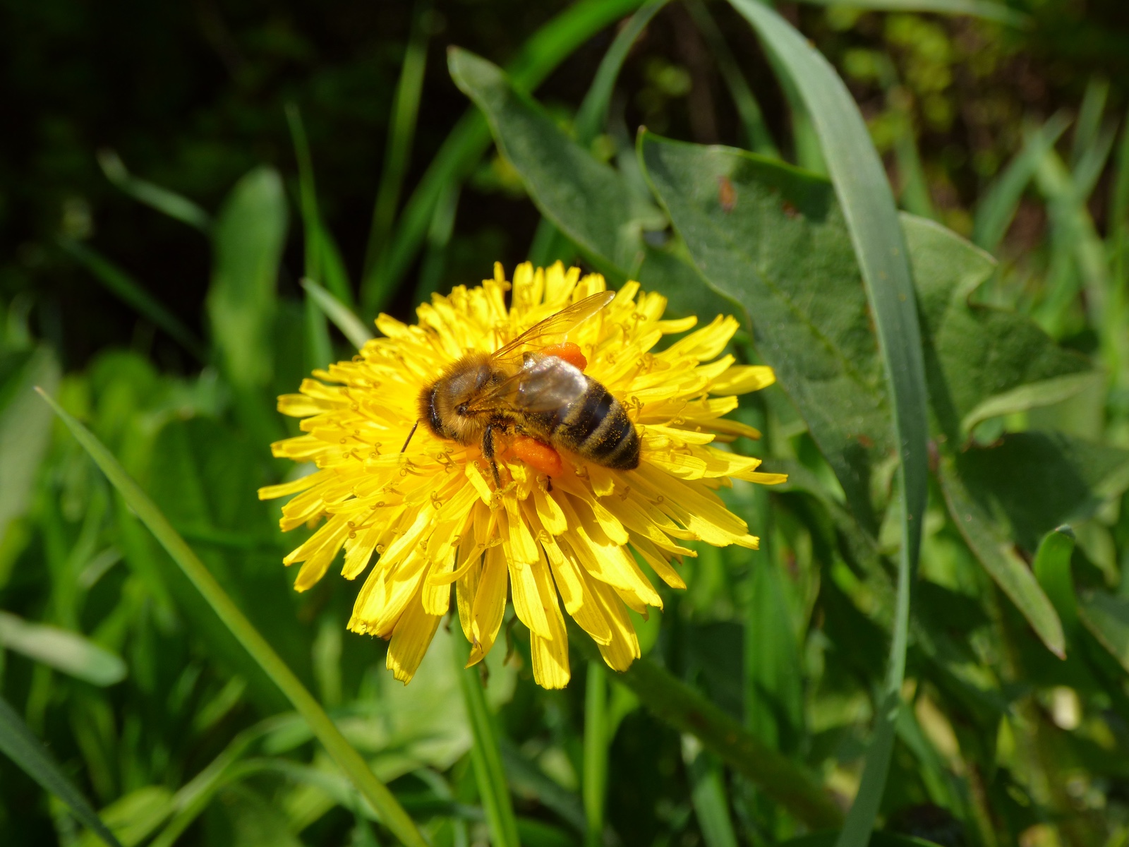 Eine Biene sitzt auf einem gelben Löwenzahn.