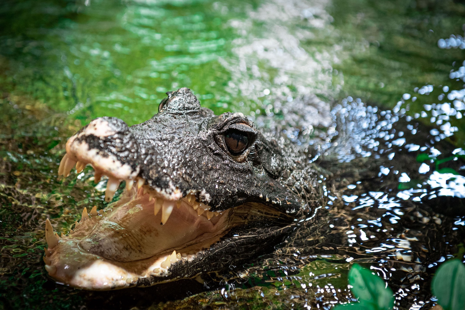 Afrikanische Stumpfkrokodil im Wasser.